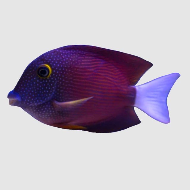 Complete Aquarium Bowl Set With Fishes in Surulere - Fish, Daniel Eliphus